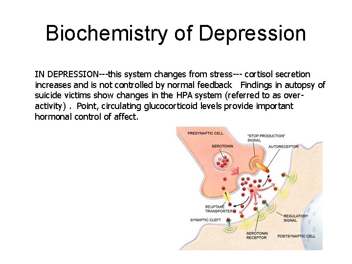 Biochemistry of Depression IN DEPRESSION---this system changes from stress--- cortisol secretion increases and is