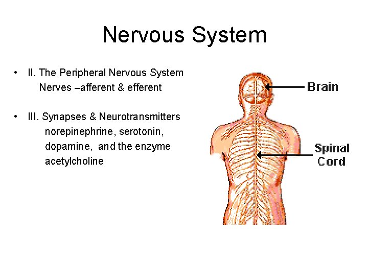Nervous System • II. The Peripheral Nervous System Nerves –afferent & efferent • III.