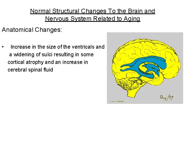 Normal Structural Changes To the Brain and Nervous System Related to Aging Anatomical Changes: