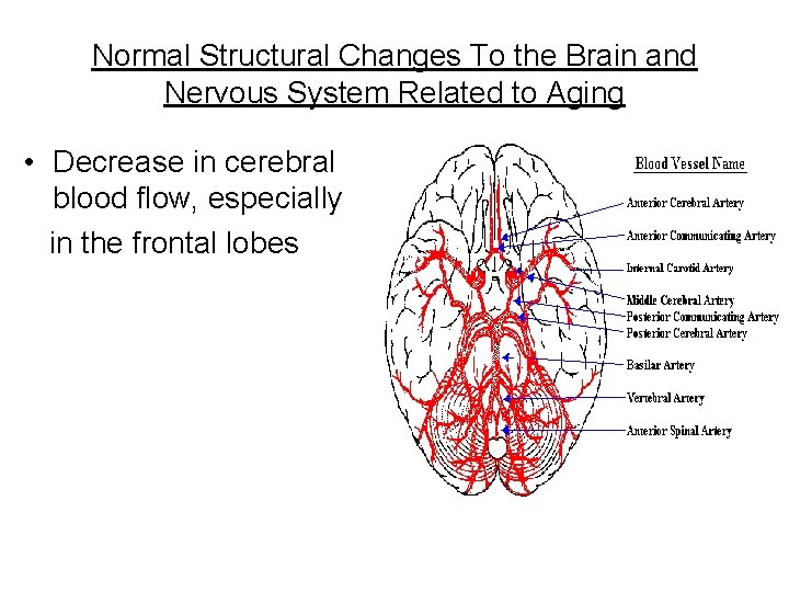 Normal Structural Changes To the Brain and Nervous System Related to Aging • Decrease