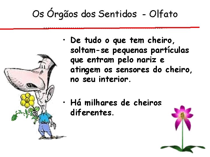 Os Órgãos dos Sentidos - Olfato …………………………. . • De tudo o que tem