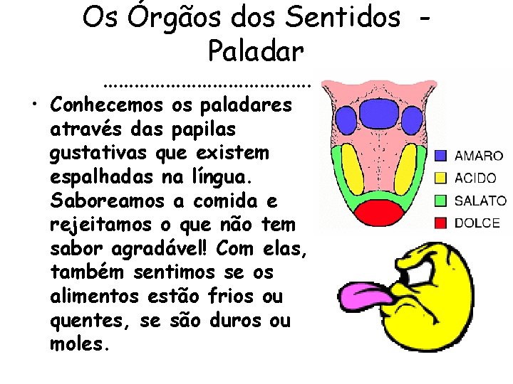 Os Órgãos dos Sentidos Paladar …………………………. . • Conhecemos os paladares através das papilas