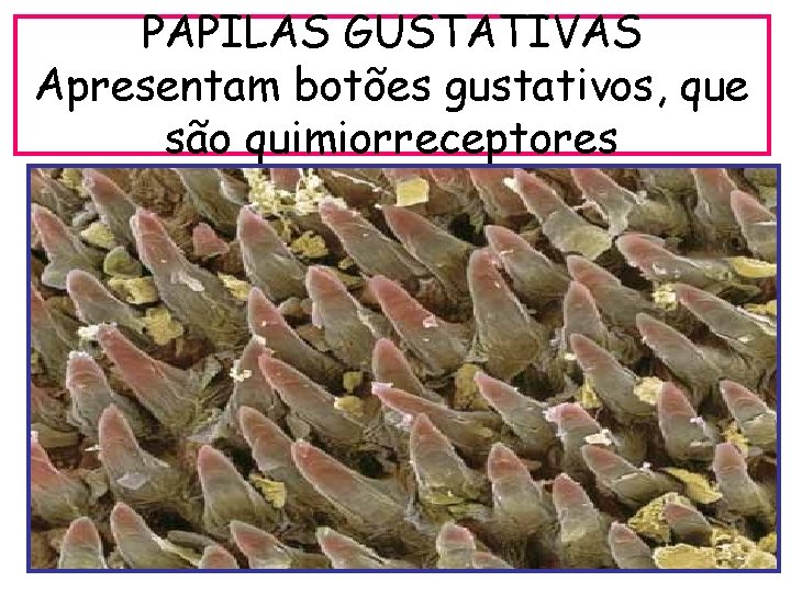 PAPILAS GUSTATIVAS Apresentam botões gustativos, que são quimiorreceptores 