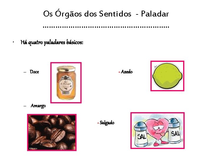 Os Órgãos dos Sentidos - Paladar …………………………. . • Há quatro paladares básicos: –