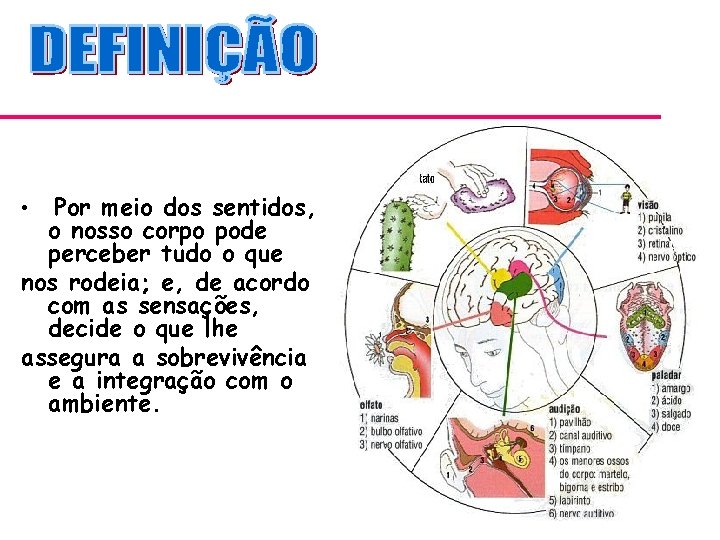  • Por meio dos sentidos, o nosso corpo pode perceber tudo o que