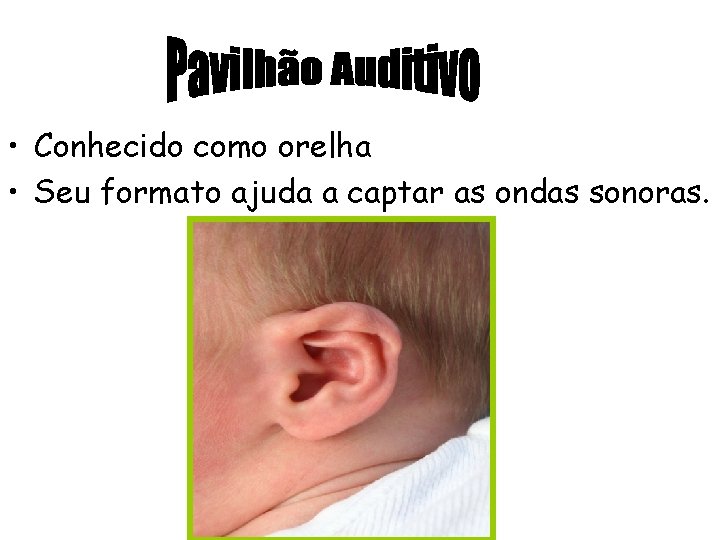  • Conhecido como orelha • Seu formato ajuda a captar as ondas sonoras.