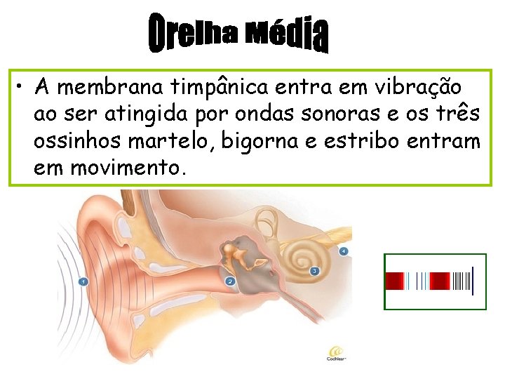  • A membrana timpânica entra em vibração ao ser atingida por ondas sonoras