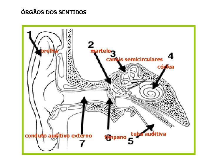 ÓRGÃOS DOS SENTIDOS orelha martelo canais semicirculares cóclea conduto auditivo externo tímpano tuba auditiva