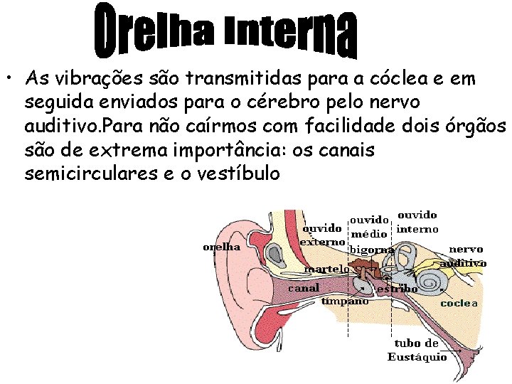  • As vibrações são transmitidas para a cóclea e em seguida enviados para