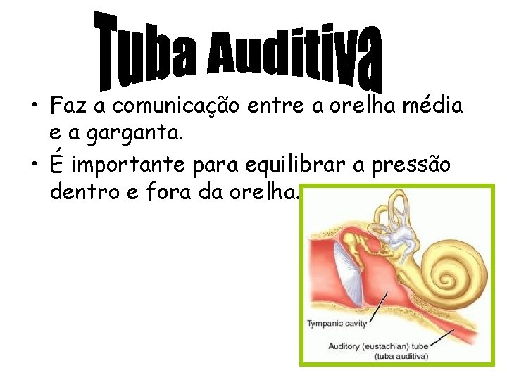  • Faz a comunicação entre a orelha média e a garganta. • É