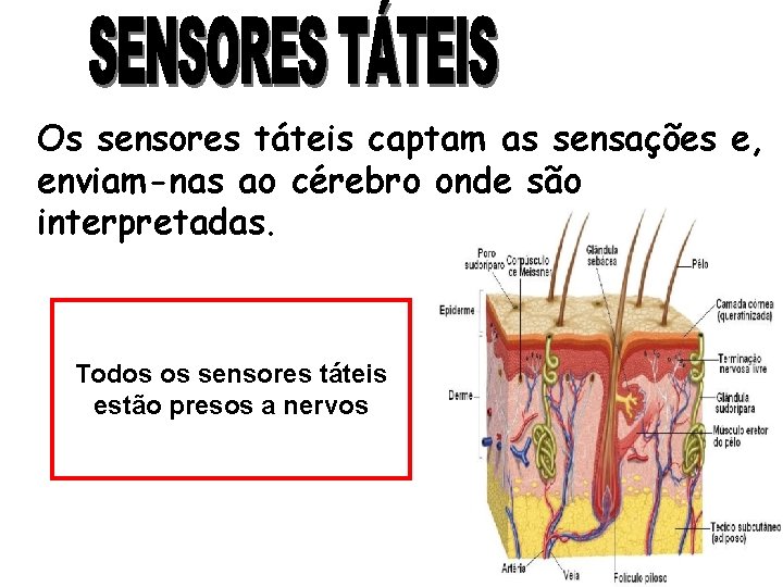 Os sensores táteis captam as sensações e, enviam-nas ao cérebro onde são interpretadas. Todos