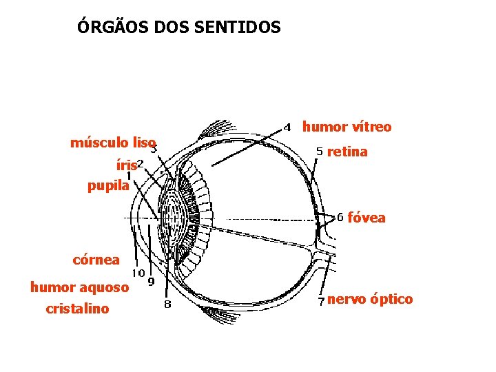 ÓRGÃOS DOS SENTIDOS músculo liso íris pupila humor vítreo retina fóvea córnea humor aquoso
