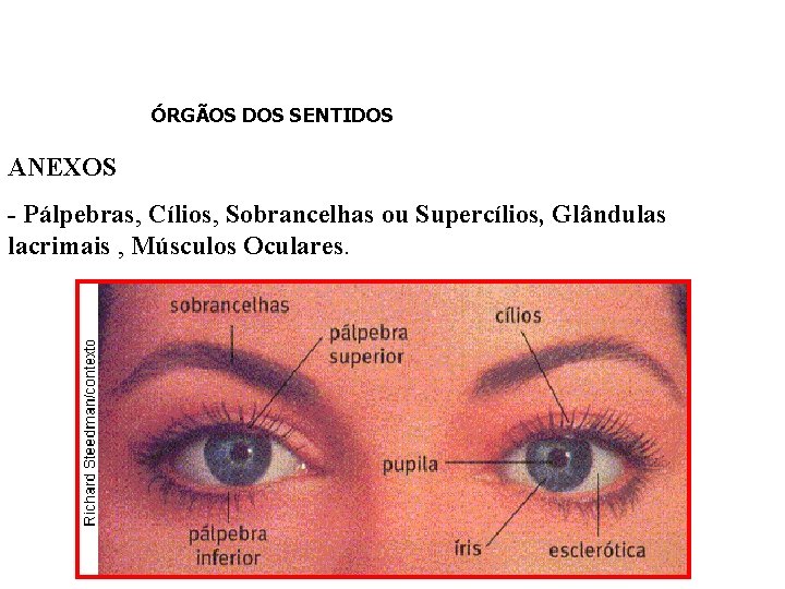 ÓRGÃOS DOS SENTIDOS ANEXOS - Pálpebras, Cílios, Sobrancelhas ou Supercílios, Glândulas lacrimais , Músculos