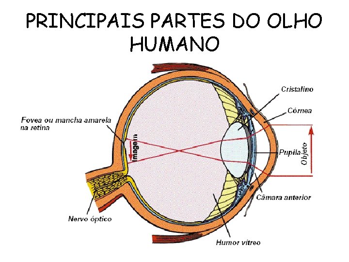 PRINCIPAIS PARTES DO OLHO HUMANO 