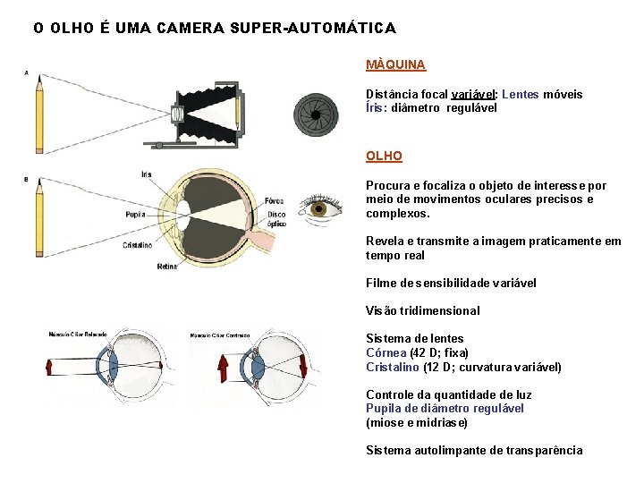 O OLHO É UMA CAMERA SUPER-AUTOMÁTICA MÀQUINA Distância focal variável: Lentes móveis Íris: diâmetro