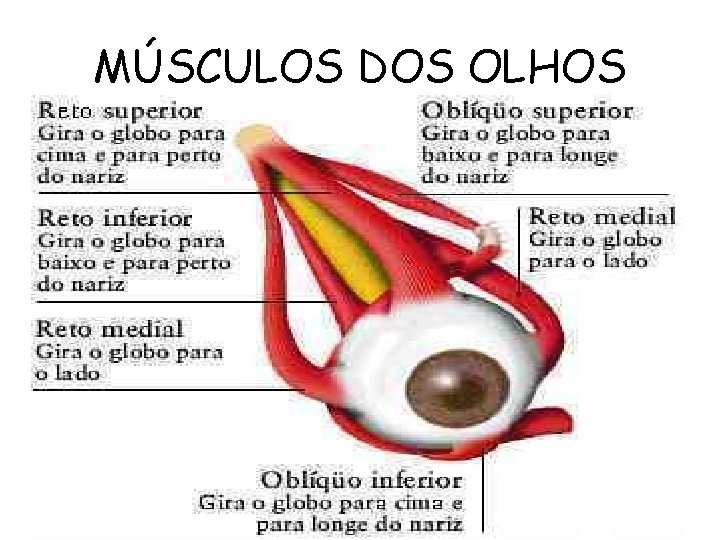 MÚSCULOS DOS OLHOS 