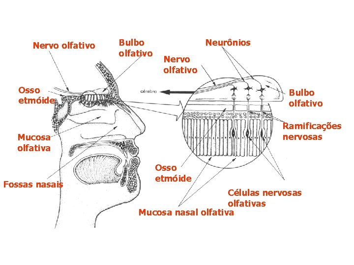 Nervo olfativo Bulbo olfativo Neurônios Nervo olfativo Osso etmóide Bulbo olfativo Ramificações nervosas Mucosa