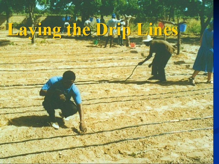 Laying the Drip Lines 
