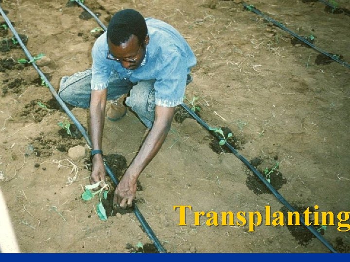Transplanting 