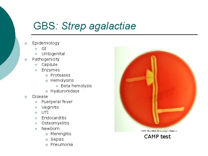 GBS: Strep agalactiae ¡ ¡ ¡ Epidemiology l GI l Uritogenital Pathogenicity l Capsule
