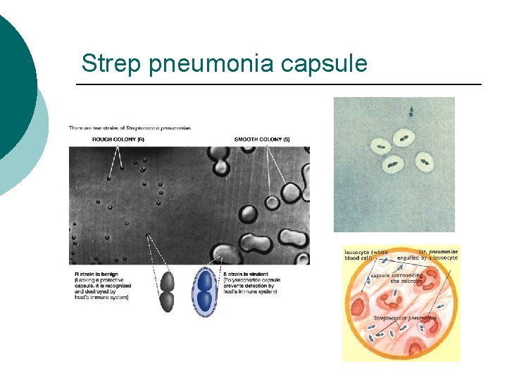 Strep pneumonia capsule 