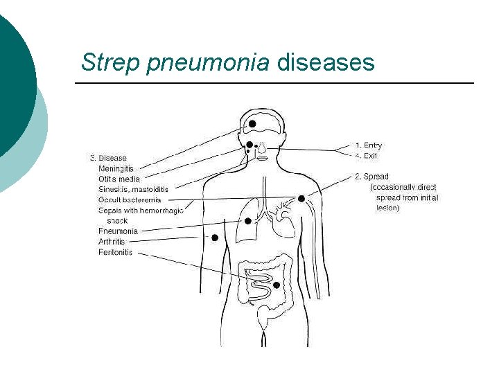 Strep pneumonia diseases 