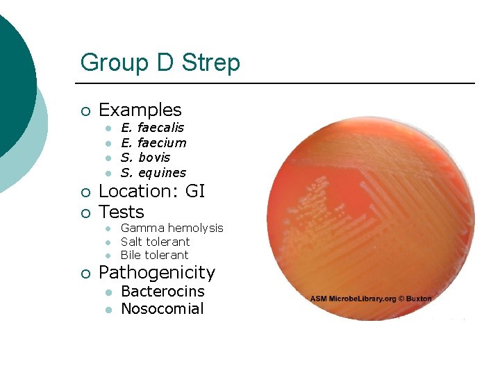 Group D Strep ¡ Examples l l ¡ ¡ faecalis faecium bovis equines Location: