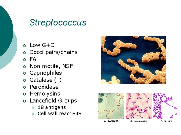 Streptococcus ¡ ¡ ¡ ¡ ¡ Low G+C Cocci pairs/chains FA Non motile, NSF