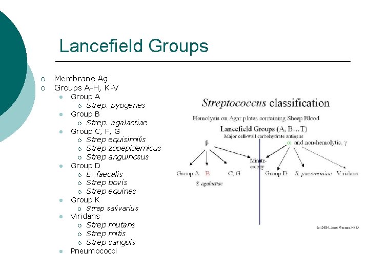 Lancefield Groups ¡ ¡ Membrane Ag Groups A-H, K-V l l l Group A