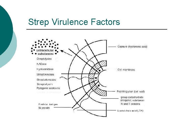 Strep Virulence Factors 