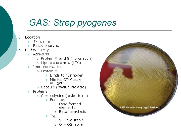 GAS: Strep pyogenes ¡ ¡ Location l Skin, mm l Resp: pharynx Pathogenicity l