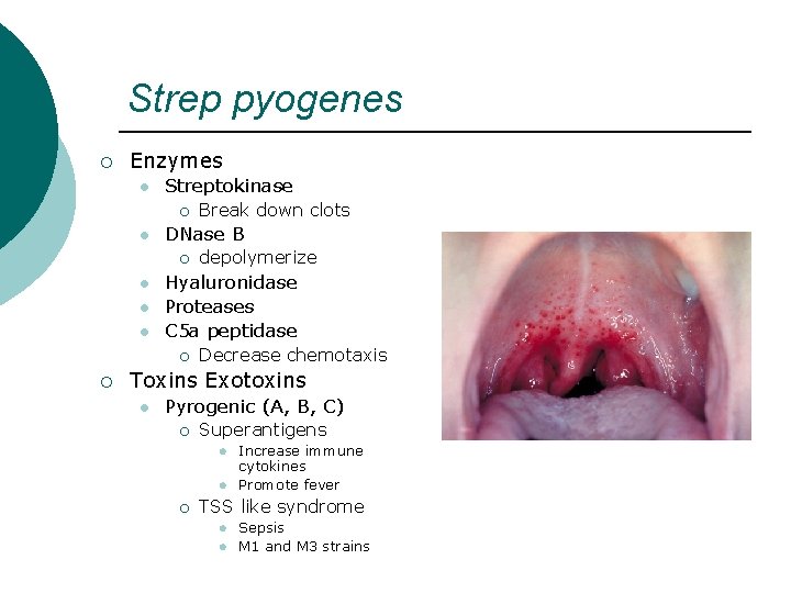 Strep pyogenes ¡ Enzymes l Streptokinase ¡ l DNase B ¡ l l l