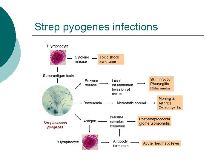 Strep pyogenes infections 