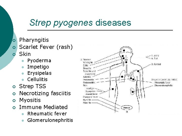 Strep pyogenes diseases ¡ ¡ ¡ Pharyngitis Scarlet Fever (rash) Skin l l ¡