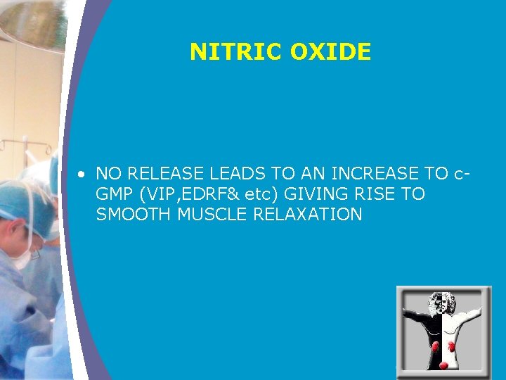 NITRIC OXIDE • NO RELEASE LEADS TO AN INCREASE TO c. GMP (VIP, EDRF&