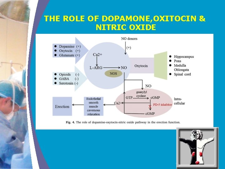 THE ROLE OF DOPAMONE, OXITOCIN & NITRIC OXIDE COMPANY LOGO 