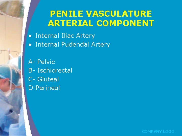 PENILE VASCULATURE ARTERIAL COMPONENT • Internal Iliac Artery • Internal Pudendal Artery A- Pelvic