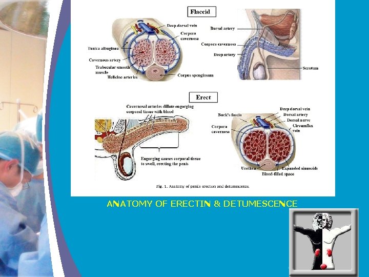 ANATOMY OF ERECTIN & DETUMESCENCE COMPANY LOGO 