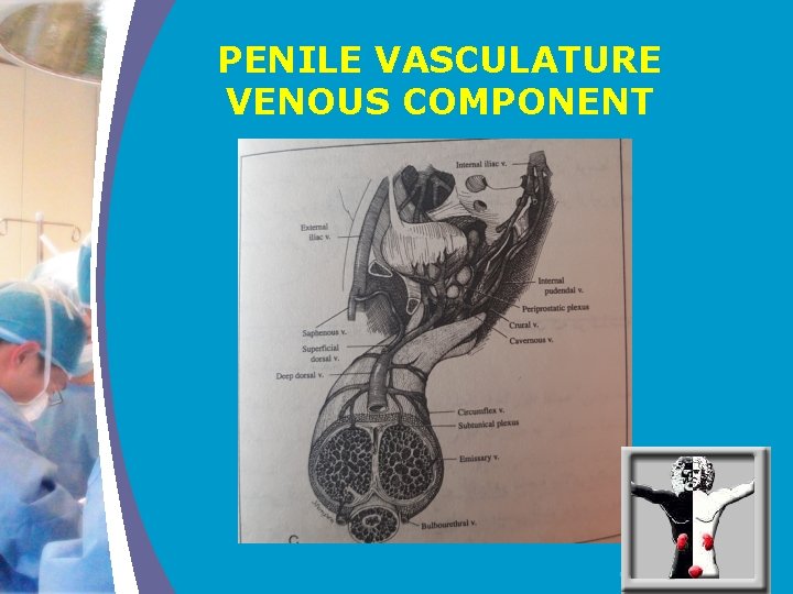 PENILE VASCULATURE VENOUS COMPONENT COMPANY LOGO 