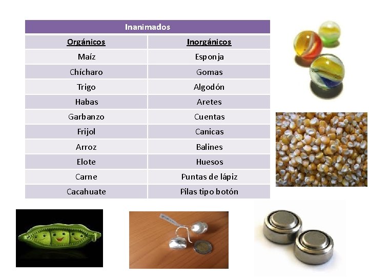 Inanimados Orgánicos Inorgánicos Maíz Esponja Chícharo Gomas Trigo Algodón Habas Aretes Garbanzo Cuentas Frijol