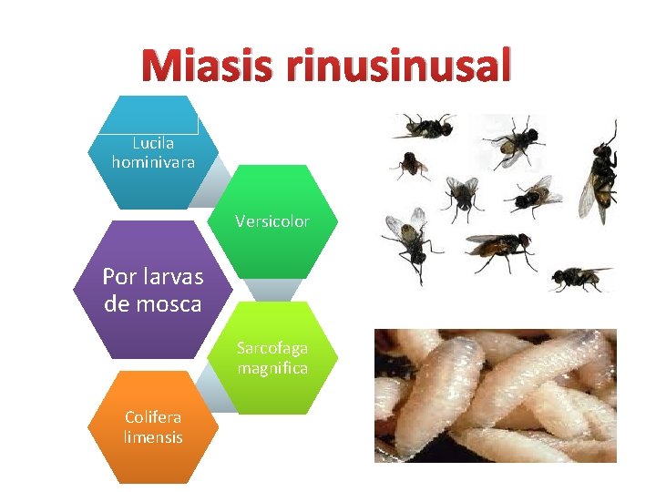 Miasis rinusal Lucila hominivara Versicolor Por larvas de mosca Sarcofaga magnifica Colifera limensis 