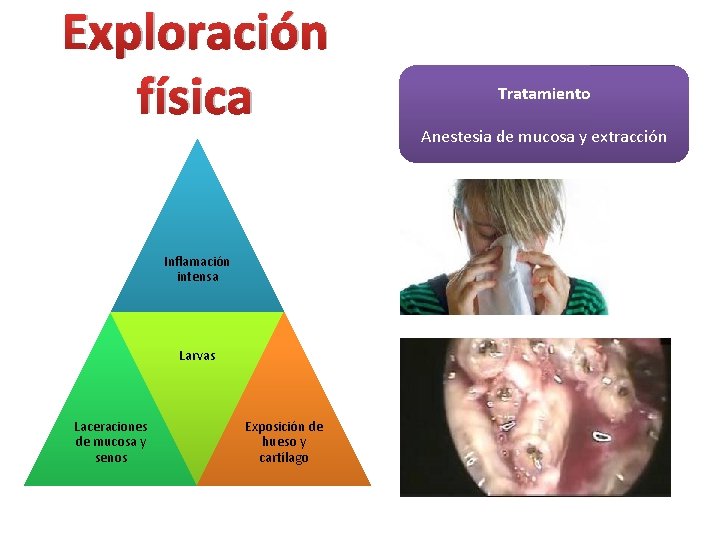 Exploración física Inflamación intensa Larvas Laceraciones de mucosa y senos Exposición de hueso y