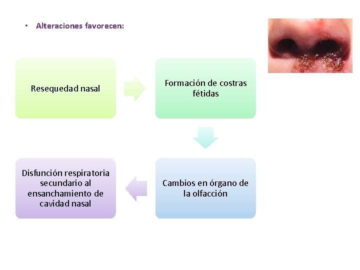  • Alteraciones favorecen: Resequedad nasal Formación de costras fétidas Disfunción respiratoria secundario al
