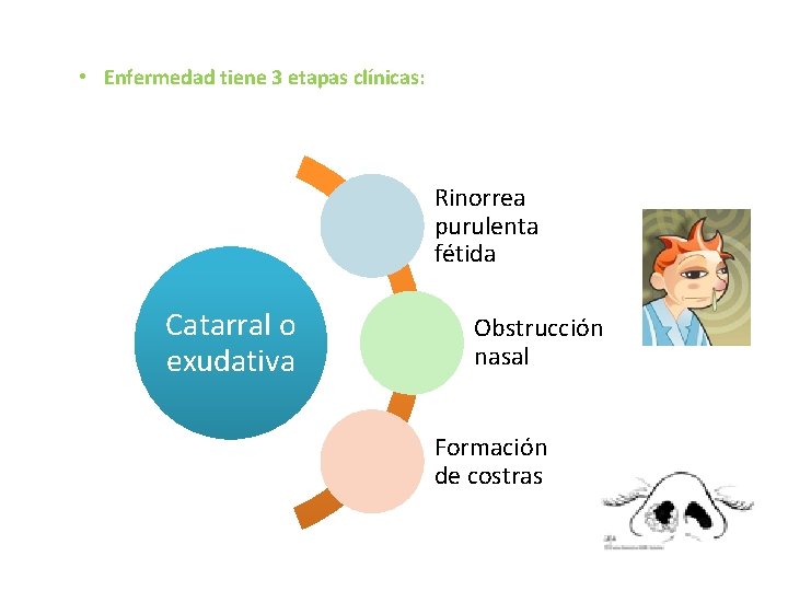 • Enfermedad tiene 3 etapas clínicas: Rinorrea purulenta fétida Catarral o exudativa Obstrucción