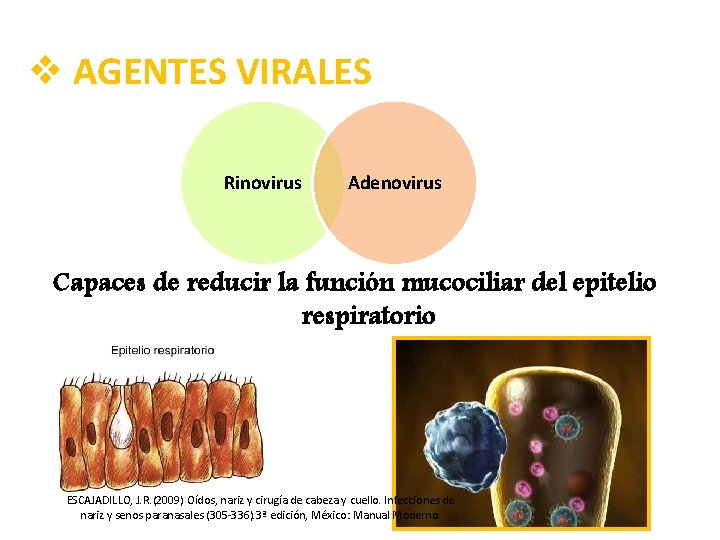 v AGENTES VIRALES Rinovirus Adenovirus Capaces de reducir la función mucociliar del epitelio respiratorio