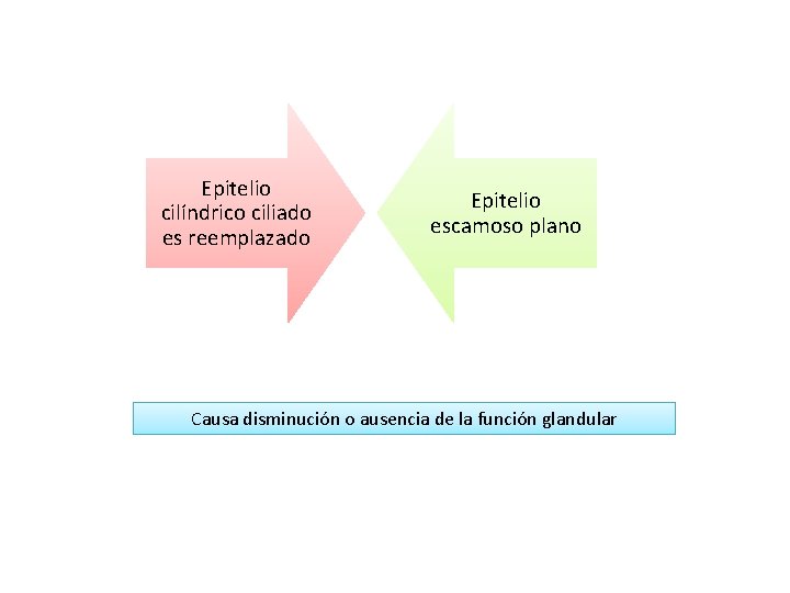 Epitelio cilíndrico ciliado es reemplazado Epitelio escamoso plano Causa disminución o ausencia de la