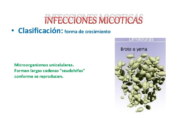 INFECCIONES MICOTICAS • Clasificación: forma de crecimiento Microorganismos unicelulares. Forman largas cadenas “seudohifas” conforme