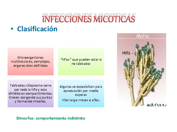 INFECCIONES MICOTICAS • Clasificación Microorganismos multicelulares, complejos, órganos bien definidos “hifas·” que pueden estar