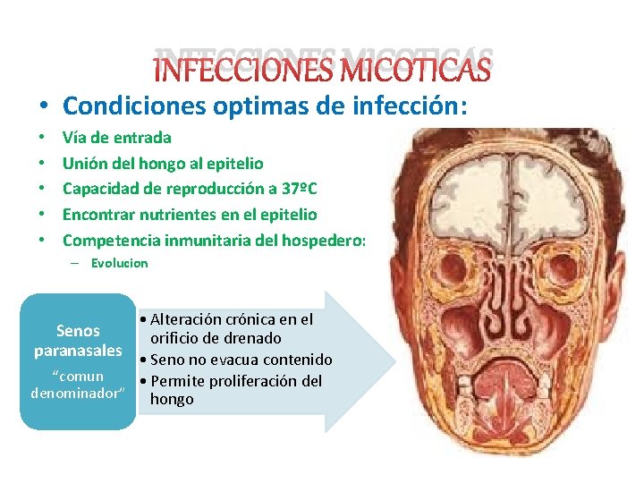 INFECCIONES MICOTICAS • Condiciones optimas de infección: • • • Vía de entrada Unión