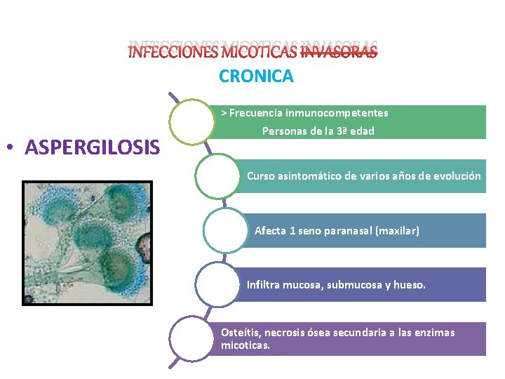 INFECCIONES MICOTICAS INVASORAS CRONICA • ASPERGILOSIS > Frecuencia inmunocompetentes Personas de la 3ª edad